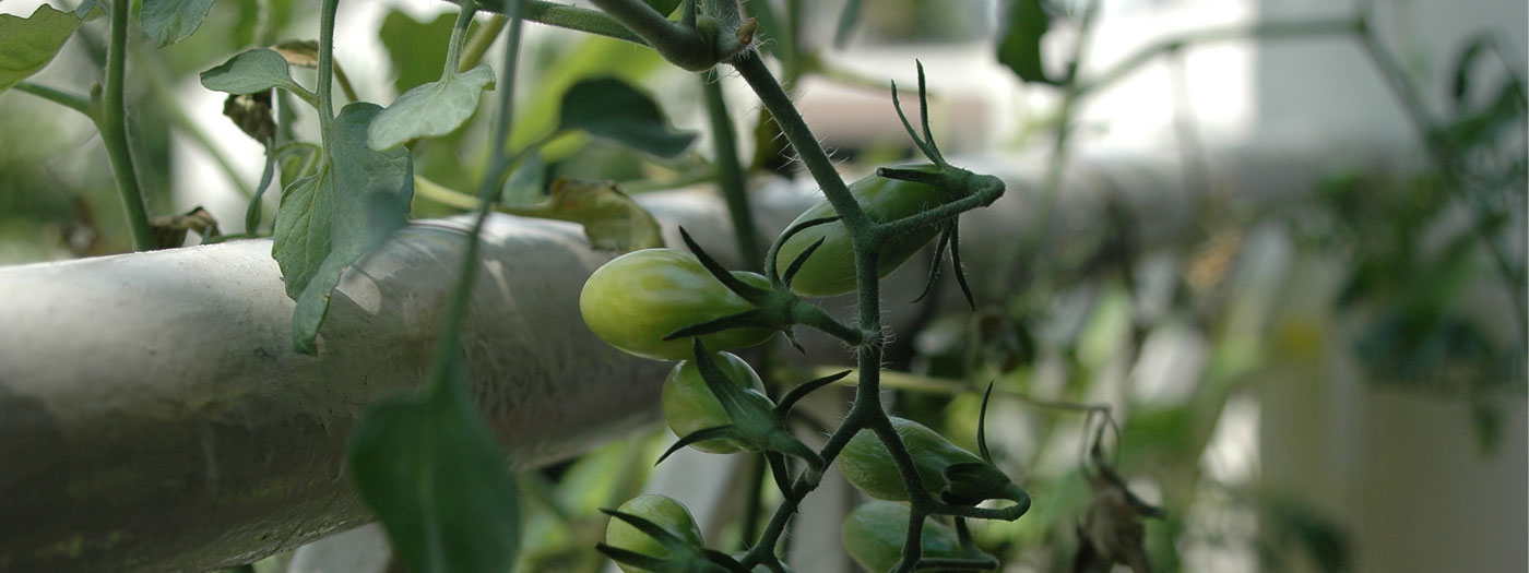 Slide 2 – Green Tomatoes