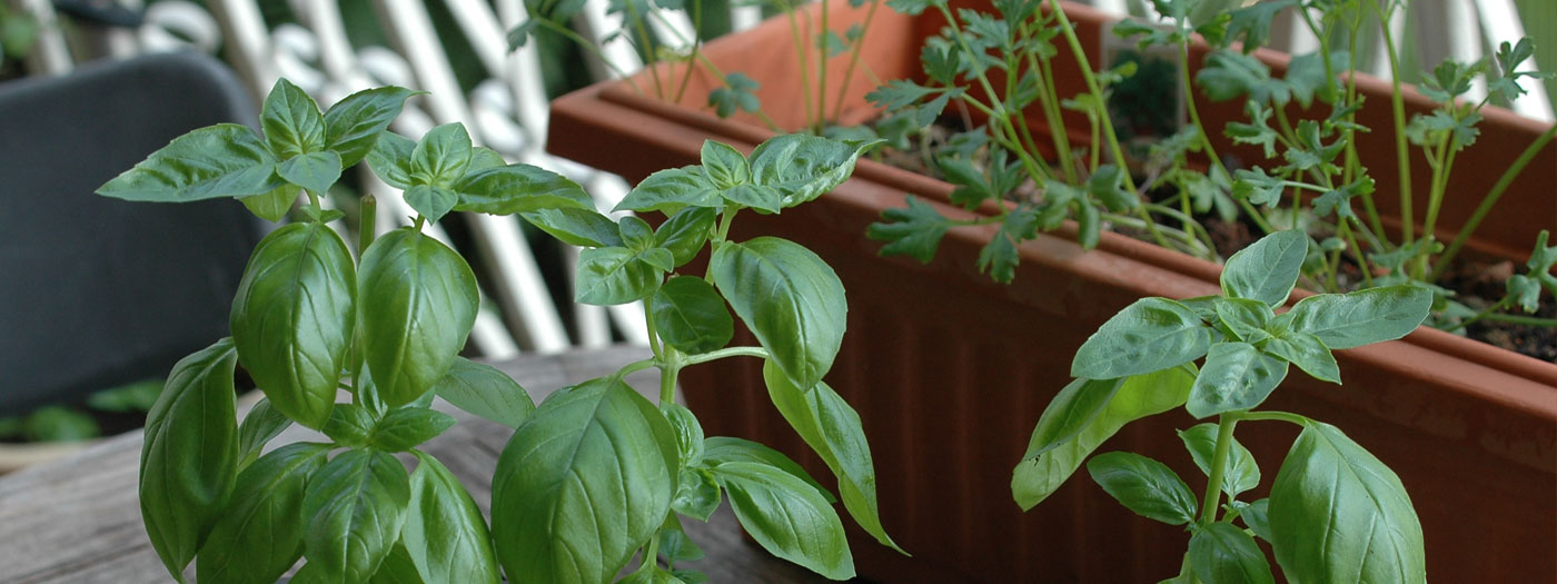 Slide 4 – Basil