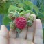 freshly picked