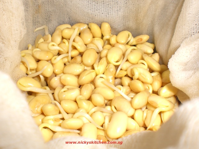 growing bean sprouts at home…