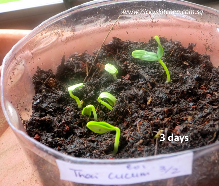 Garden Journal – new baby plants