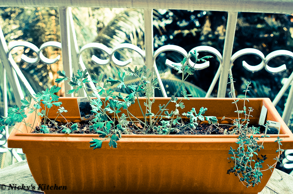 Balcony garden journal 4