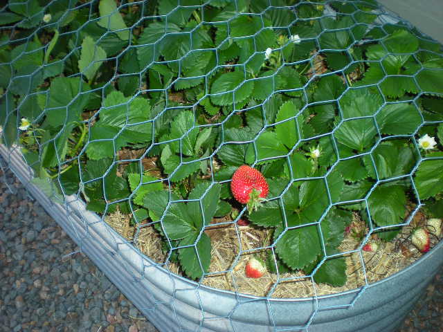 Balcony gardening update