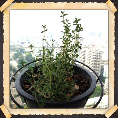 Thyme