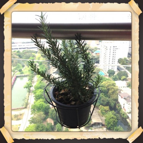 rosemary