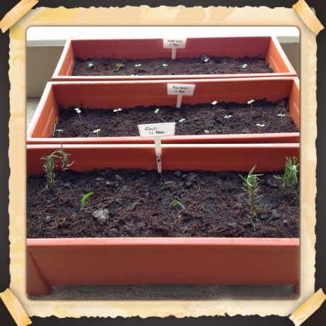 basil and rosemary