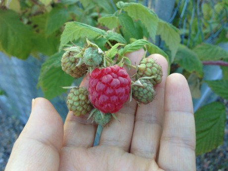 freshly picked