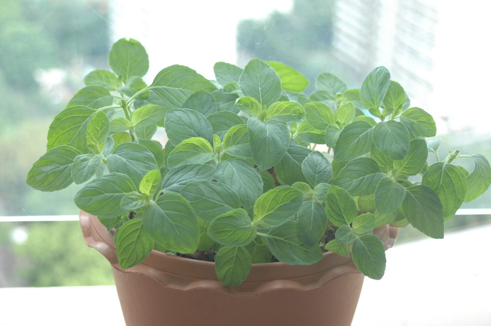 Bangkok Balcony gardening update 2