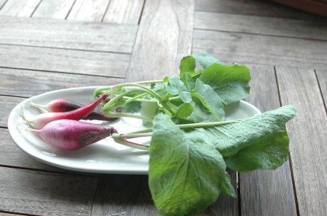 radishes