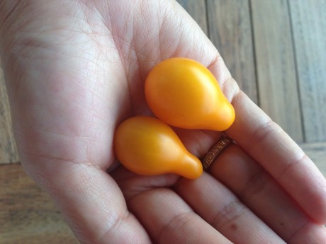 tomato harvest