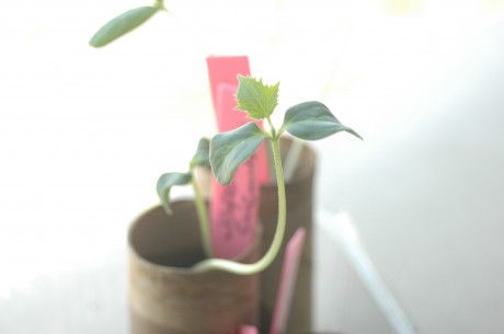 Japanese cucumber seedling