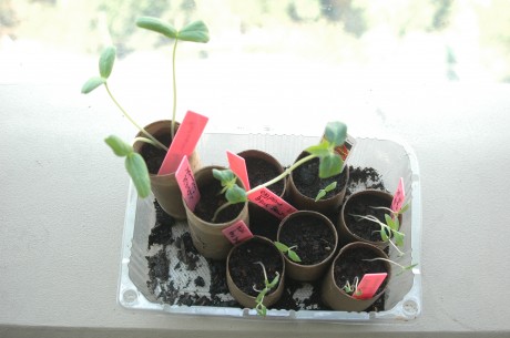seedlings1