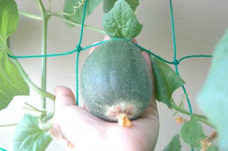 Melon-palmsize