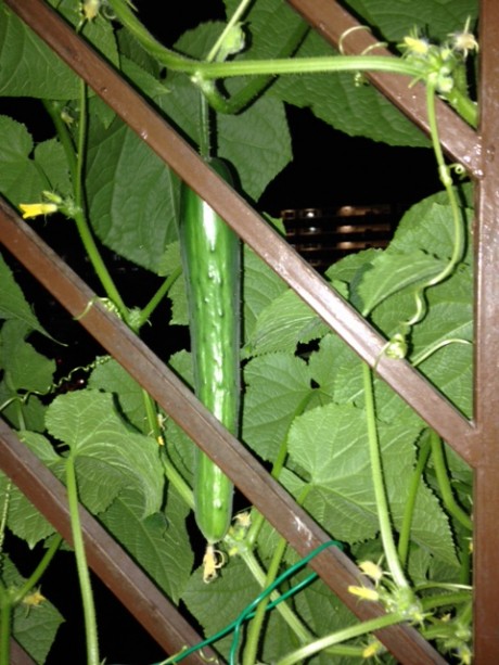 cucumber for harvest-HC