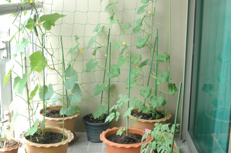 cucumber on the vine