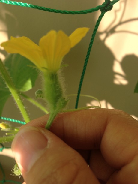 melon female flower