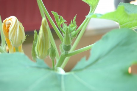 zucchini with female flower-close up