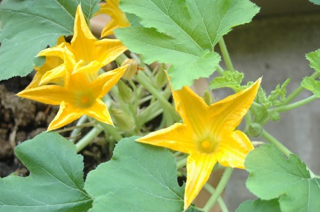 zuchini flower